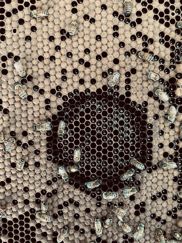 a group of bees on a honeycomb - hygienic test