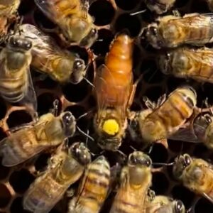 TULL HONEY COMPANY – PREMIUM ITALIAN QUEEN BEES IN EUROPE