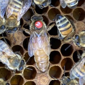 Reina italiana apareada en una isla