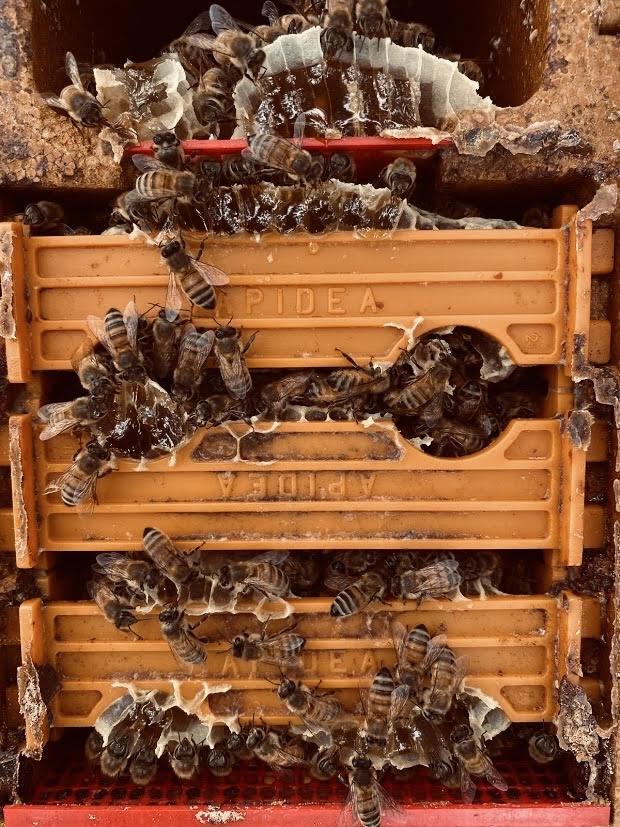 a group of bees in a APIDEA