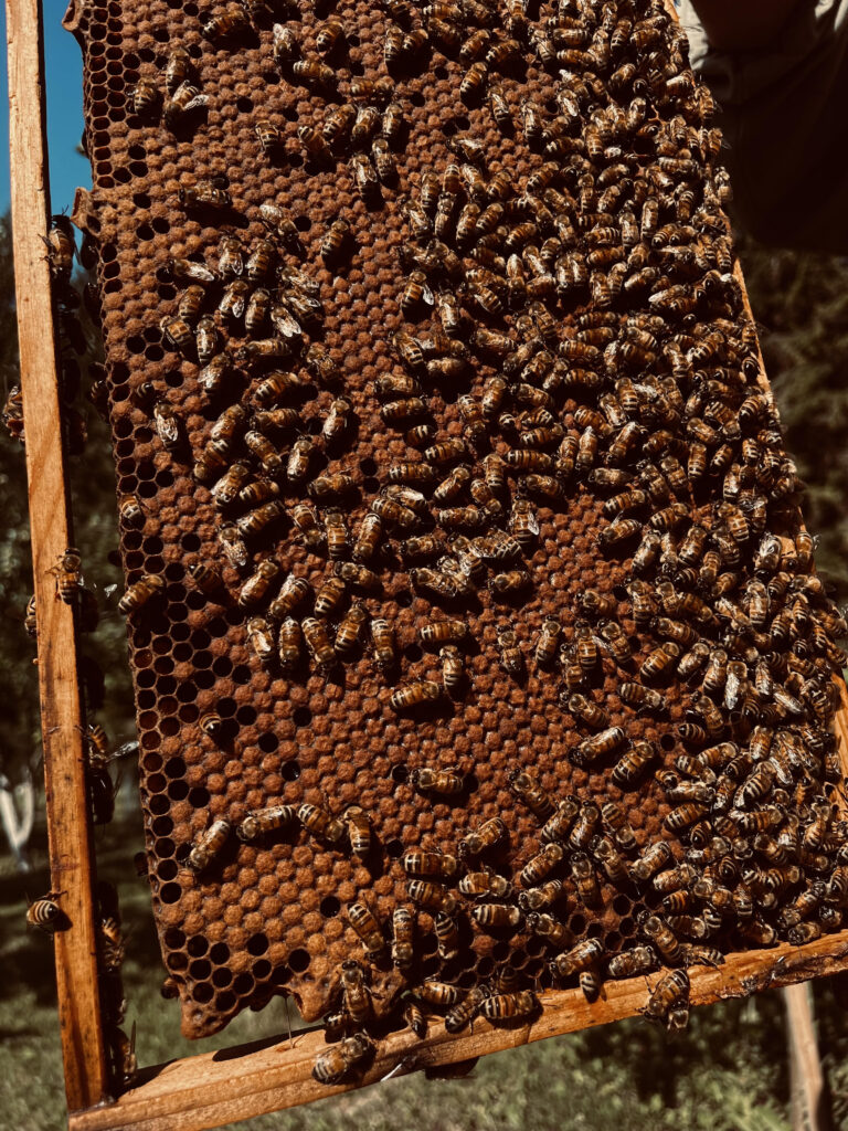 a group of bees on a honeycomb