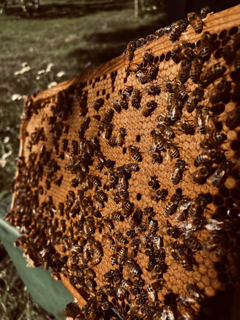 a group of bees on a honeycomb