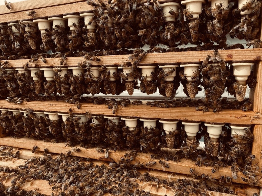 a group of bees on queen cells