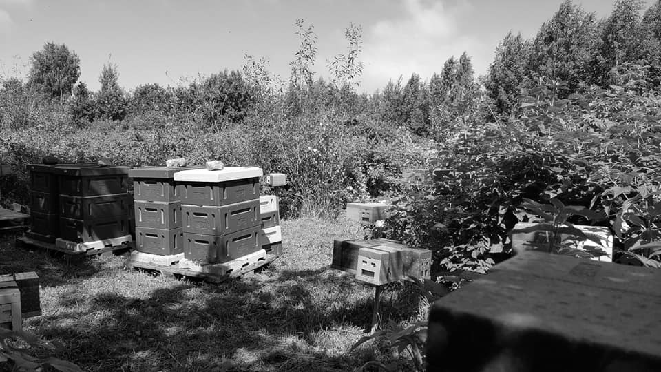 Beehives in island mating station